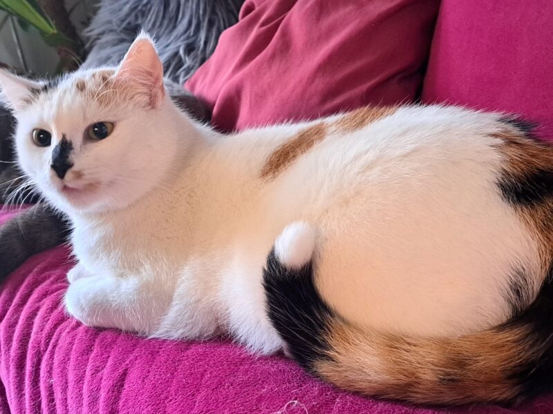 Zaginęła kotka Kitty