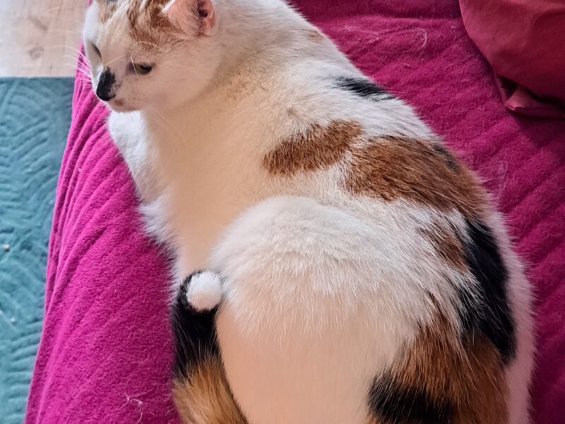 Zaginęła kotka Kitty