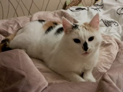 Zaginęła kotka Kitty