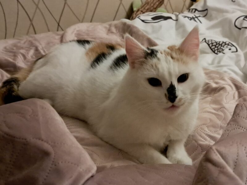 Zaginęła kotka Kitty