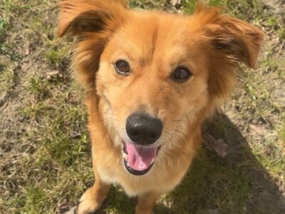 Zaginął piesek Ziutek