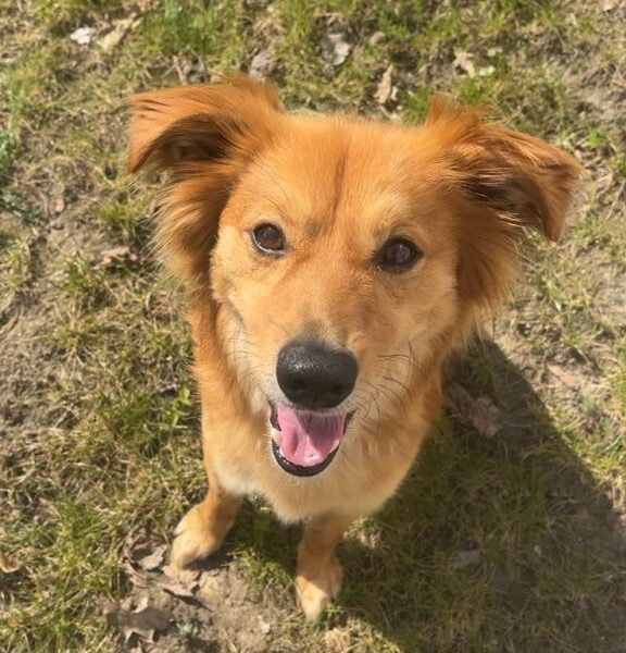 Zaginął piesek Ziutek