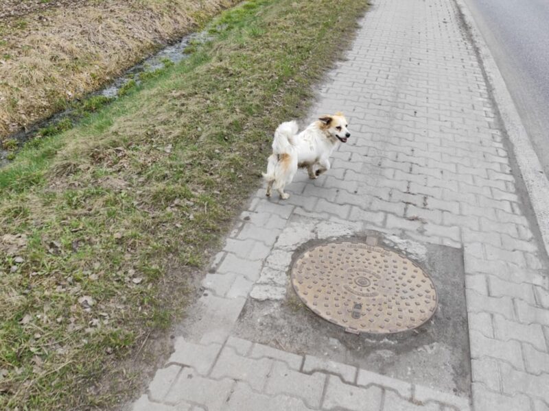 Zaginął Pies Łatek