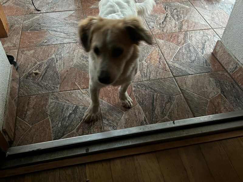 Zaginął Pies Łatek