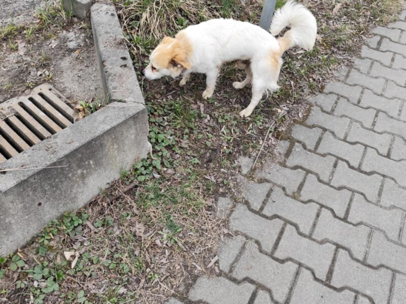 Zaginął Pies Łatek