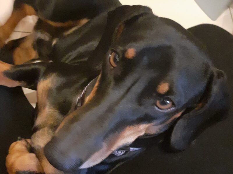 Zaginął Jamnik Tofik