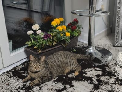 Zaginęła kotka Mizia