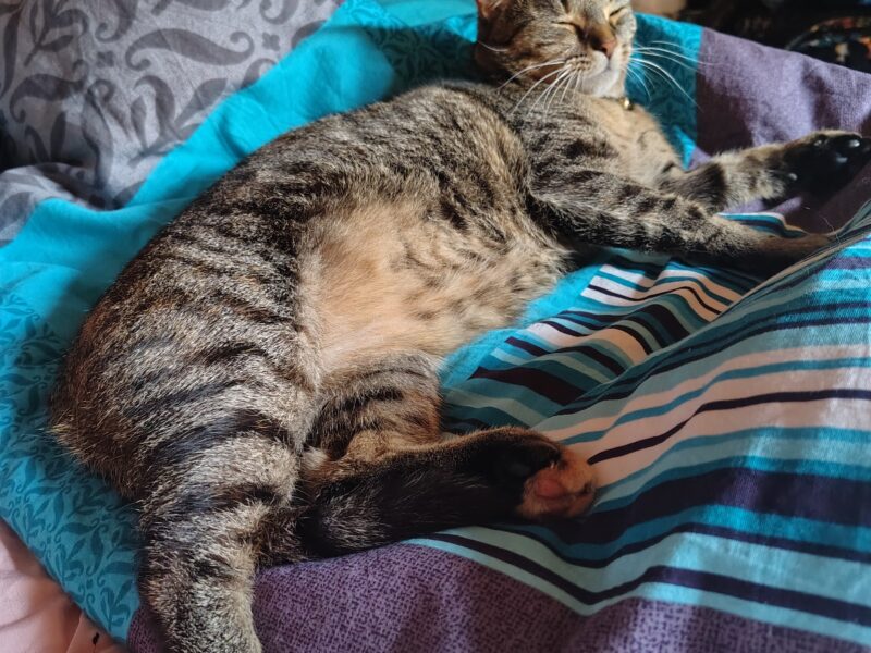 Zaginęła kotka Mizia