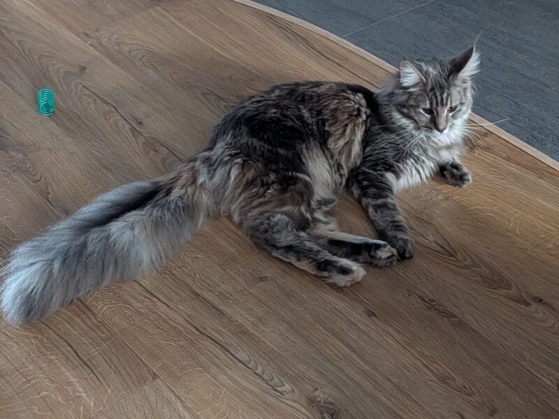 Zaginęła kotka Tosia - Tosia już w domu