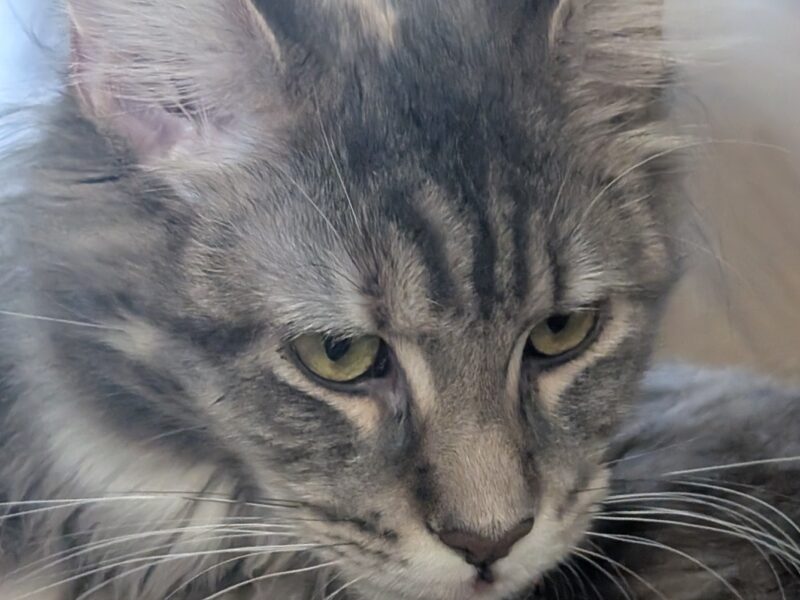 Zaginęła kotka Tosia - Tosia już w domu