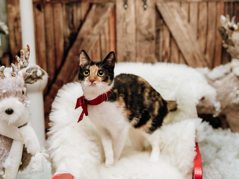 Zaginęła kotka szylkretowa