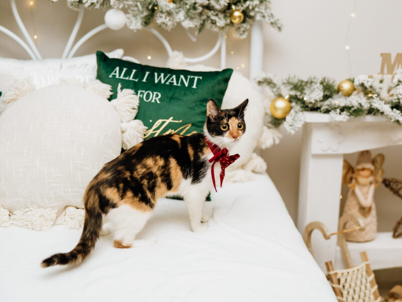 Zaginęła kotka szylkretowa