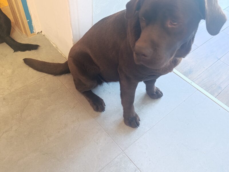 Zaginęła sunia Lusia