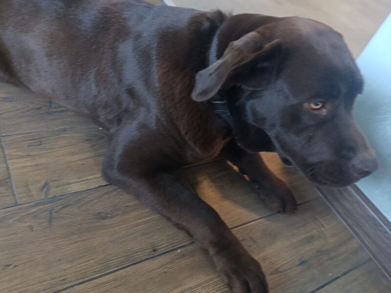 Zaginęła sunia Lusia