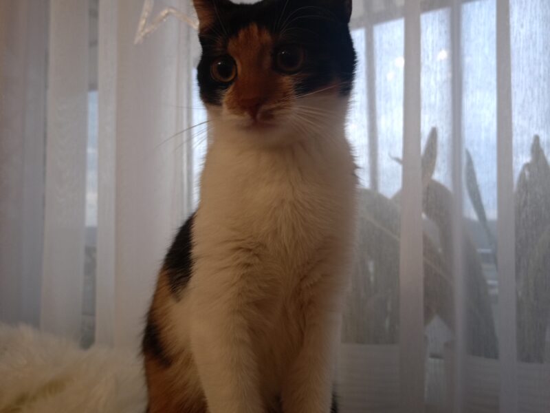 Zaginęła kotka szylkretowa