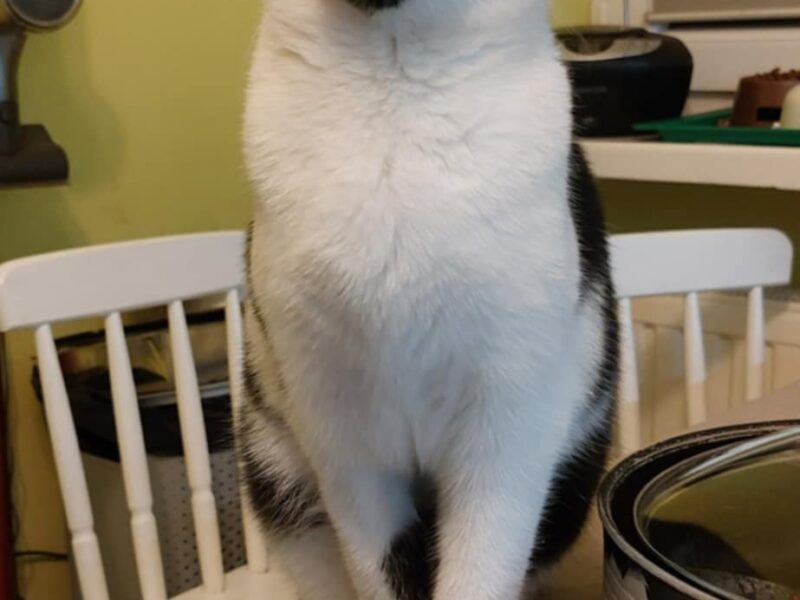 Zaginął kot Boguś