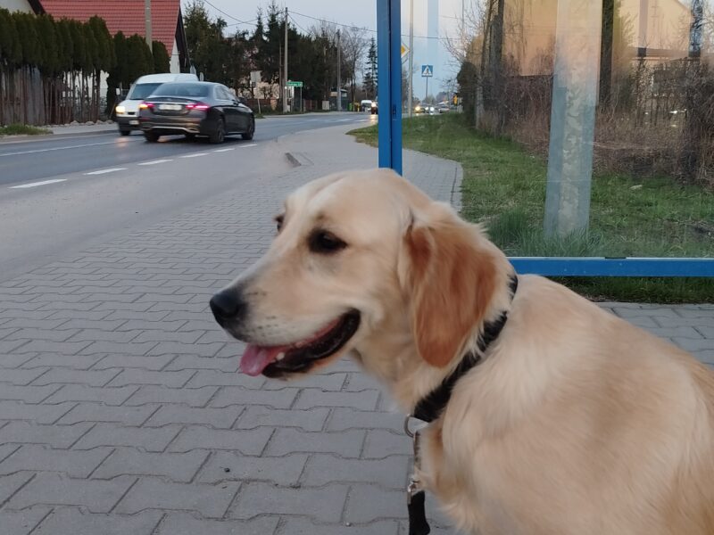Zaginęła suczka Golden retriever