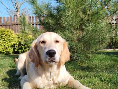 Zaginęła suczka Golden retriever