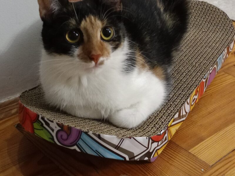 Zaginęła kotka szylkretowa