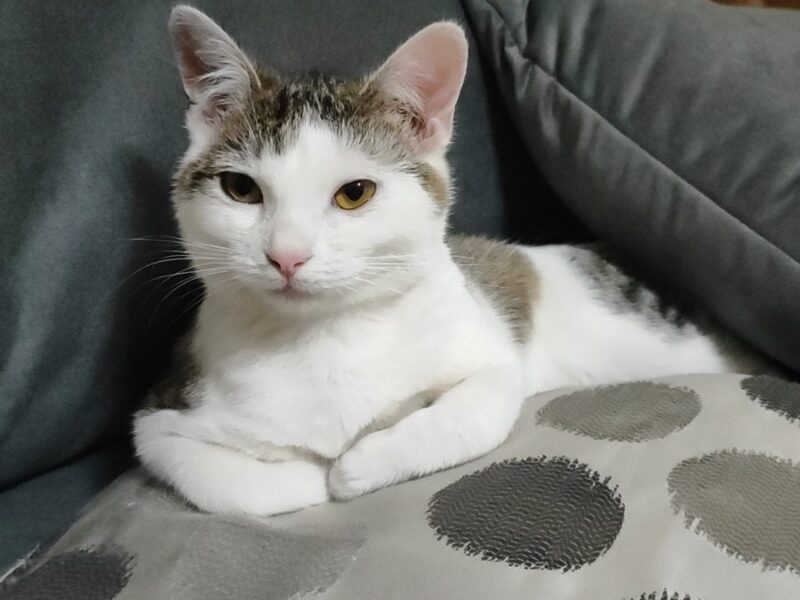 Zaginęła kotka Monia