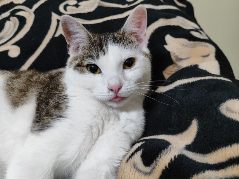 Zaginęła kotka Monia