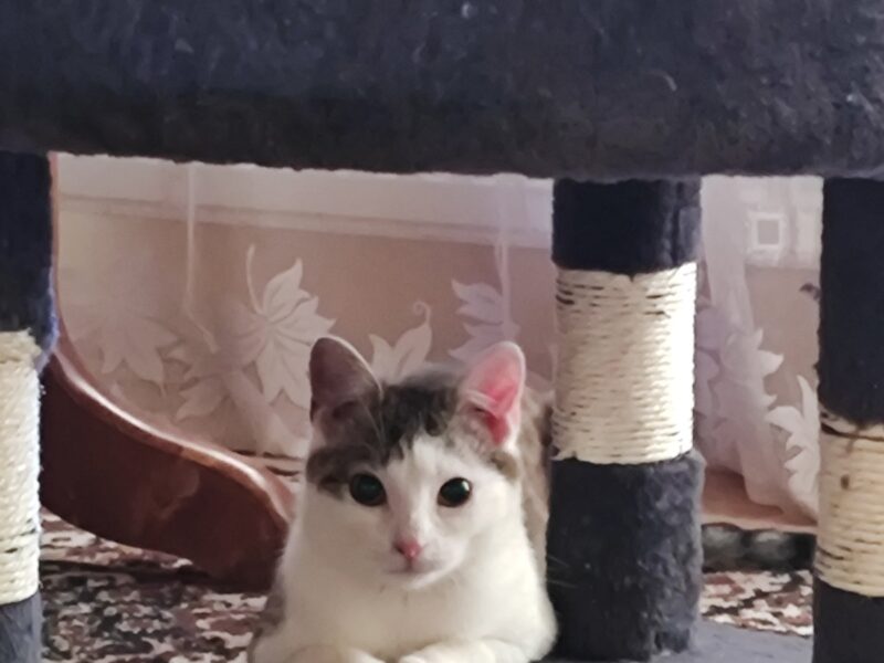 Zaginęła kotka Monia