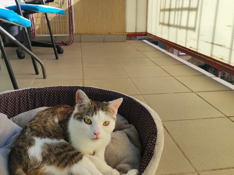 Zaginęła kotka Monia