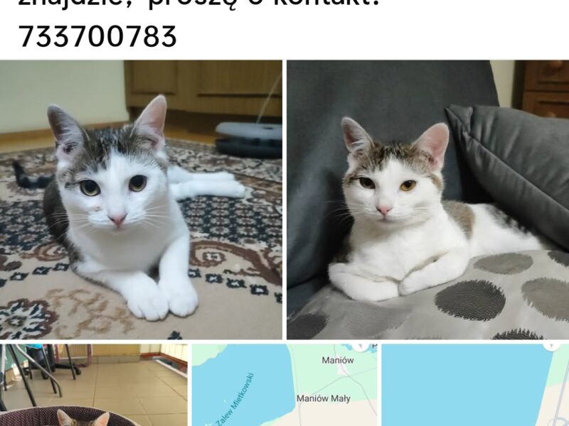 Zaginęła kotka Monia