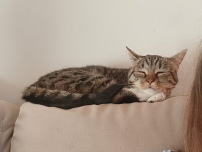 Zaginęła kotka Chmura