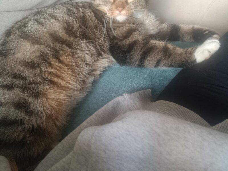 Zaginęła kotka Chmura