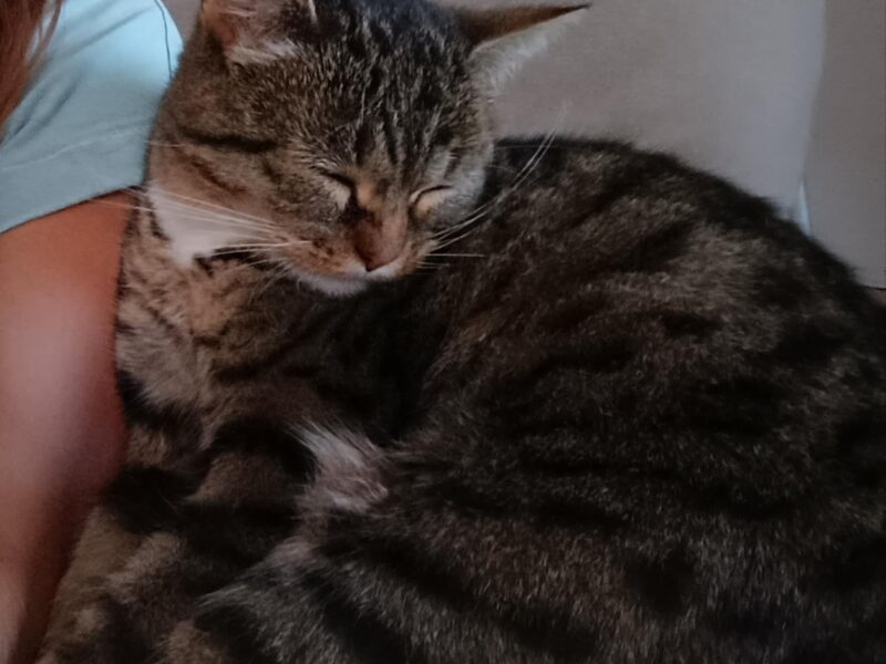 Zaginęła kotka Chmura