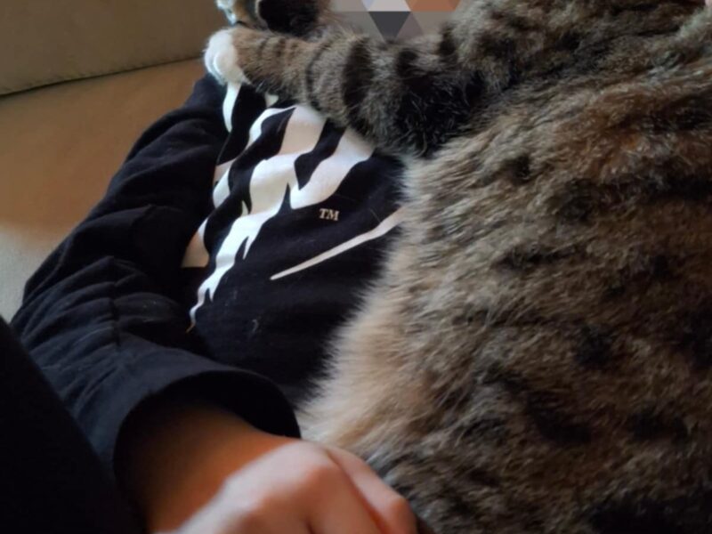 Zaginęła kotka Chmura