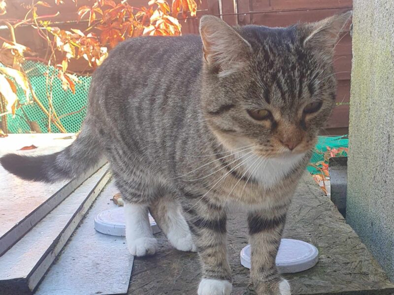 Zaginęła kotka Chmura