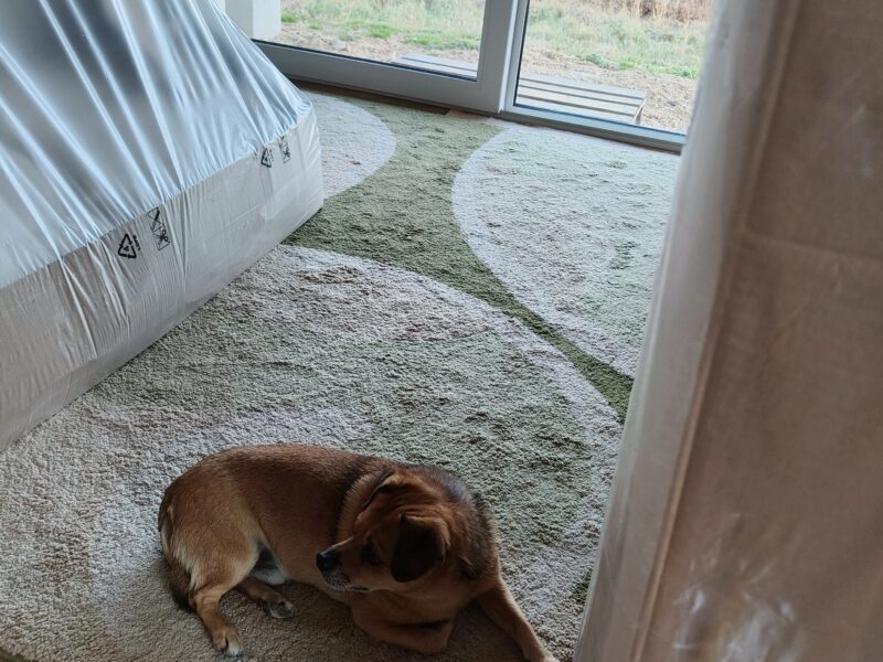 Zaginął piesek Skubi