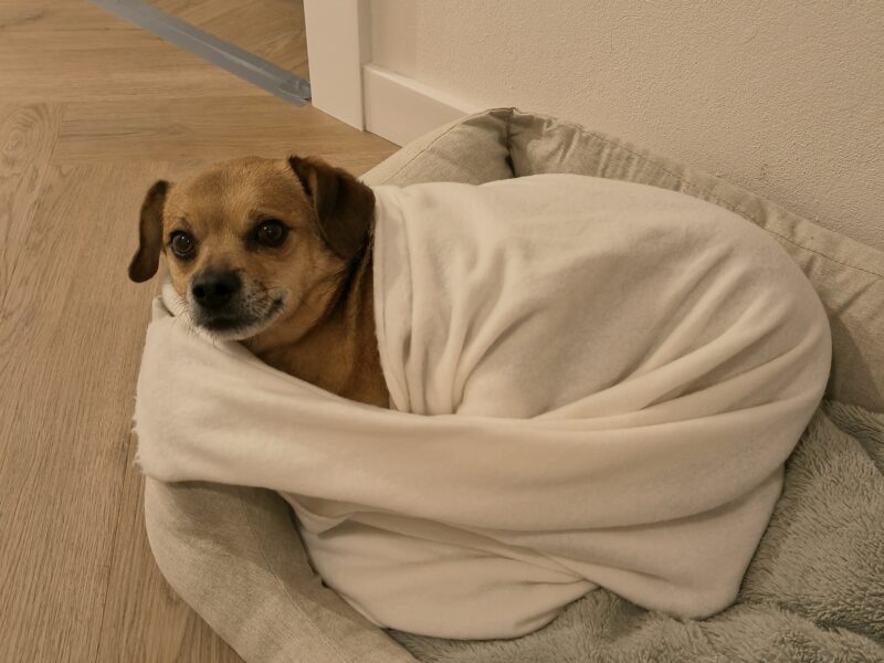 Zaginął piesek Skubi