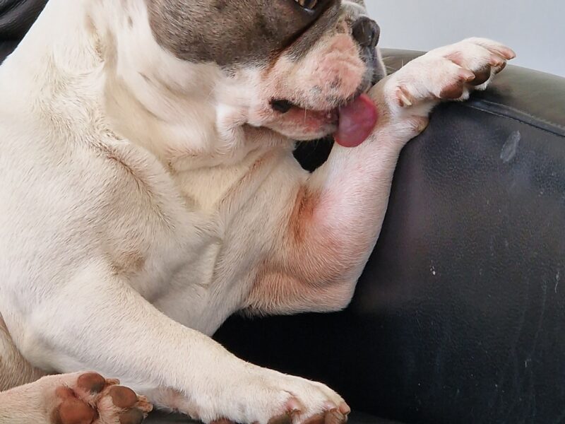 Zaginął piesek rasy Buldog Francuski