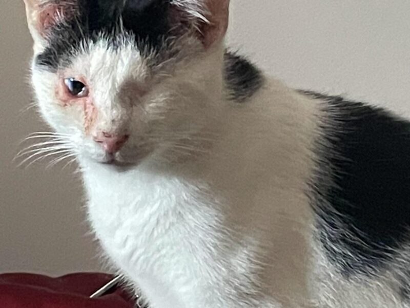 Zaginął kotek Gdynia