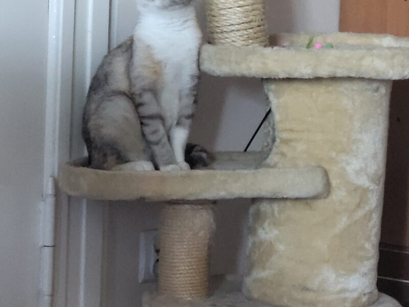 Zaginęła kotka Lukrecja w Sarbinowie