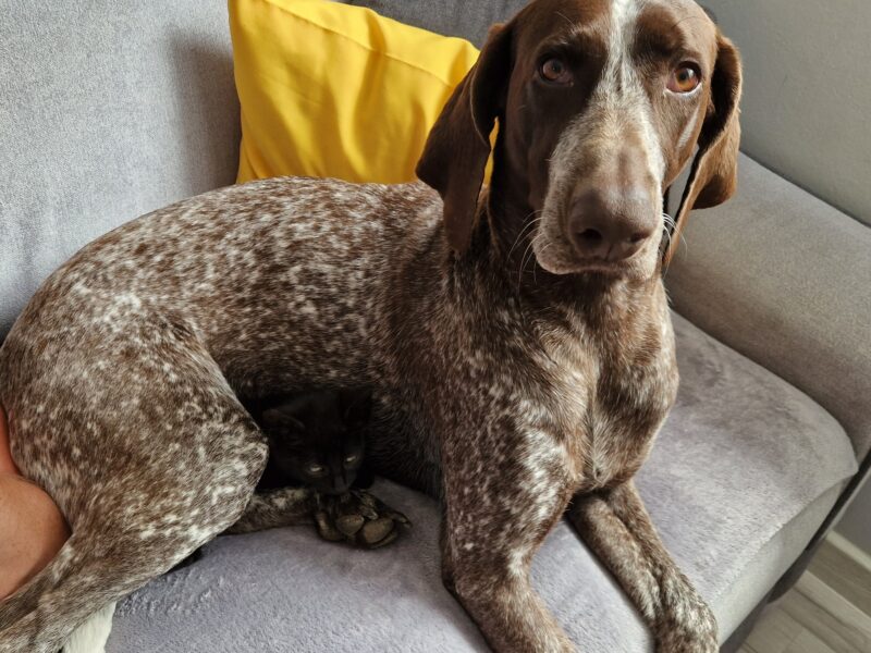 Zaginął Wyżeł Niemiecki