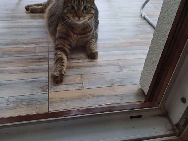 Zaginęła kotka Lusia