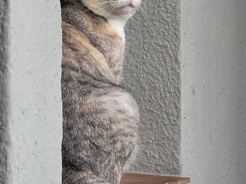 Zaginęła kotka Lukrecja w Sarbinowie