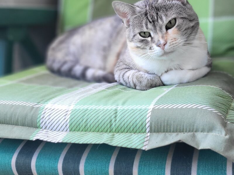 Zaginęła kotka Lukrecja w Sarbinowie