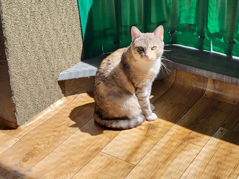 Zaginęła kotka Lukrecja w Sarbinowie