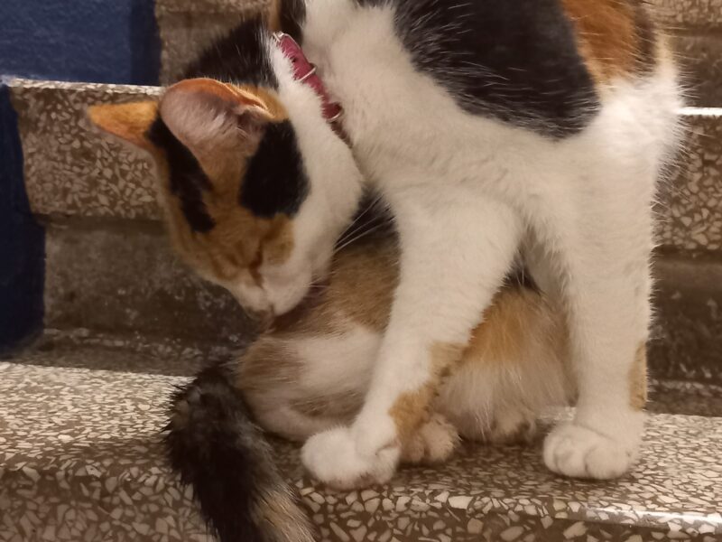 Zaginęła kotka - Alpa