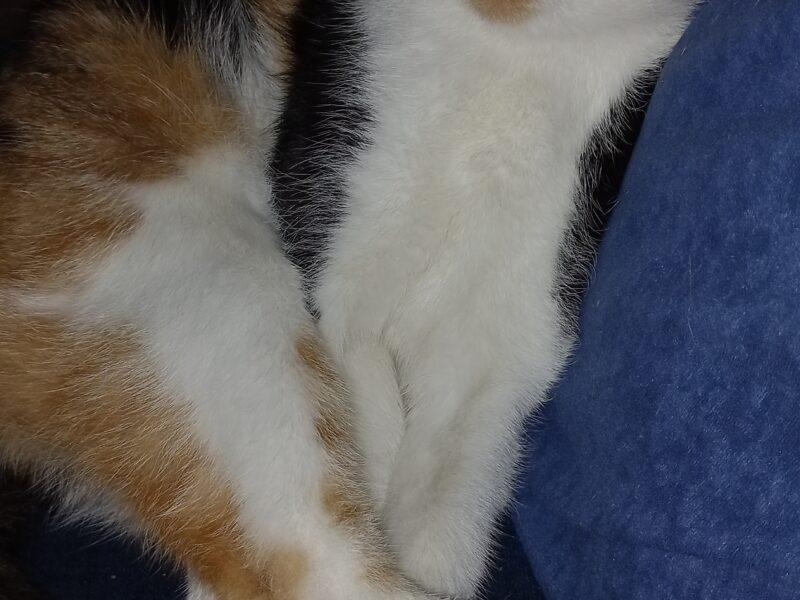 Zaginęła kotka - Alpa