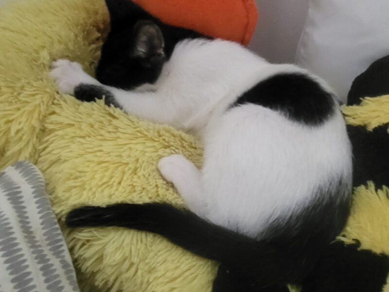 Kotek się znalazł! Zaginął 7 miesięczny kocurek PUSZEK