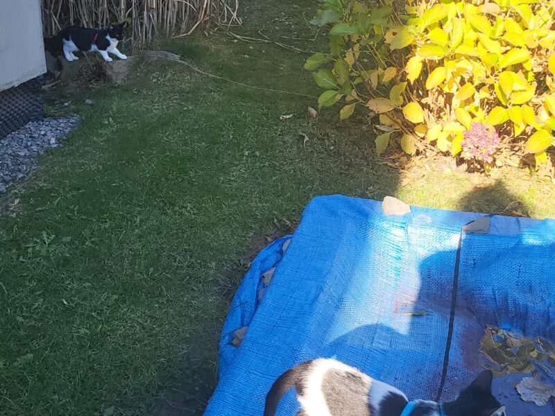 Kotek się znalazł! Zaginął 7 miesięczny kocurek PUSZEK