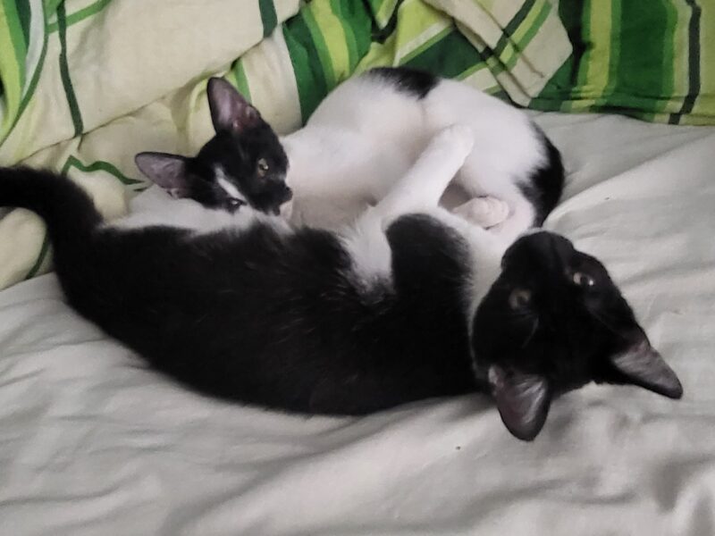 Kotek się znalazł! Zaginął 7 miesięczny kocurek PUSZEK