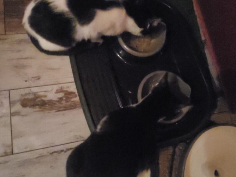 Kotek się znalazł! Zaginął 7 miesięczny kocurek PUSZEK