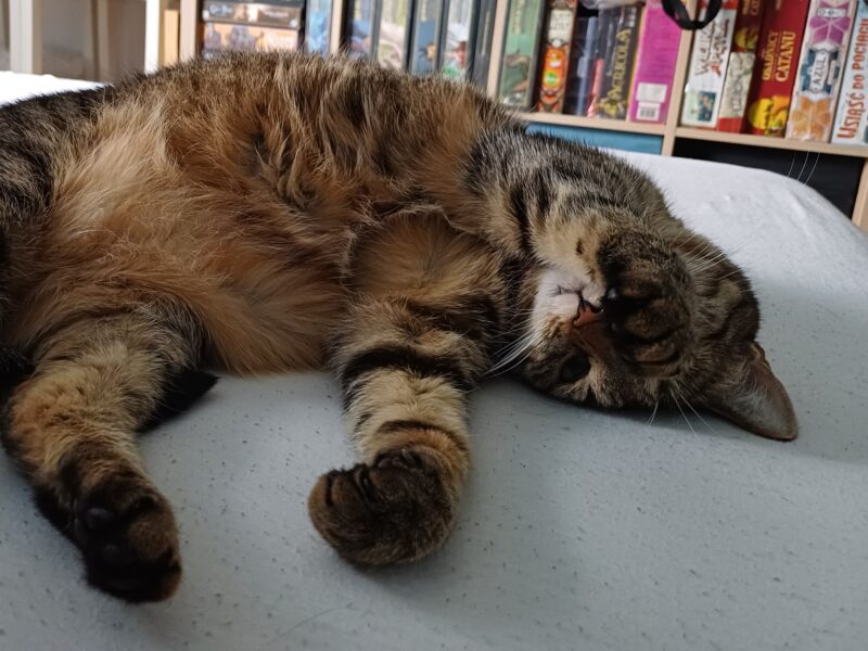 Zaginęła kotka Lusia